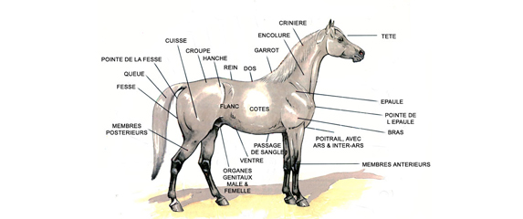 Perles de politiciens français : «chevals», «journals» et métiers «crucials»